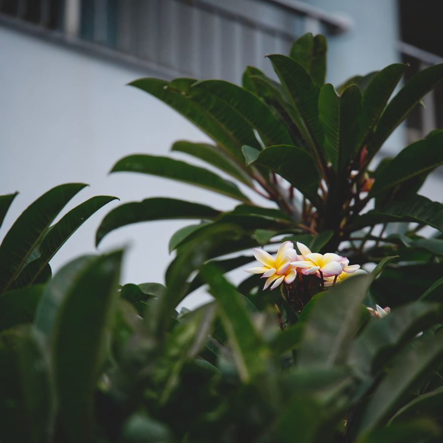 Wild — 15