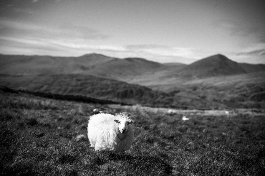 Monochrome — 14