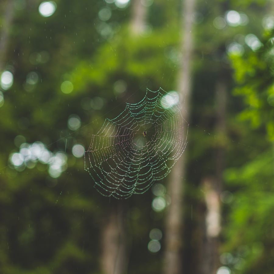 Wild — 16